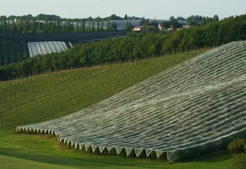 <em class="placeholder">Un verger de pommiers de Blue Whale</em>