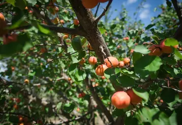 <em class="placeholder">Zoom sur des abricots sur leurs branches, dans un verger d'abricotiers. </em>