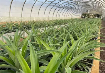 <em class="placeholder">Essai de plantation d'ananas au centre CTIFL de Balandran.</em>