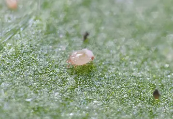 <em class="placeholder">Protection biologique intégrée (PB) : source alimentaire pour acariens prédateurs dans la lutte contre les acariens tétranyques</em>