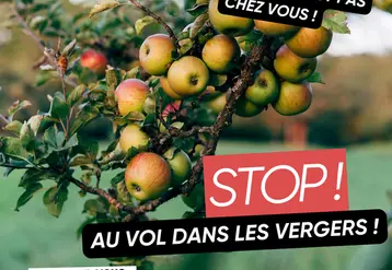 <em class="placeholder">Affiche pour prévenir les vols dans les vergers conçue par la préfecture de la Loire.</em>