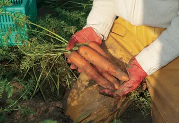 <em class="placeholder">légumes / la carotte des sables de Créance non lavée / récolte manuelle des carottes</em>