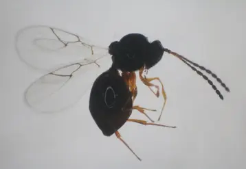 <em class="placeholder">Ganaspis femelle</em>
