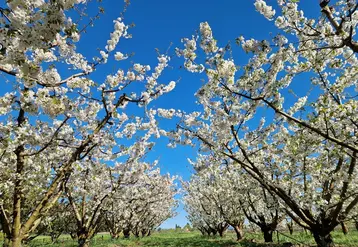 <em class="placeholder">Cerisiers en fleurs</em>
