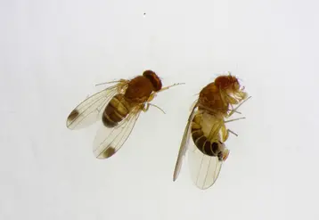 <em class="placeholder">Drosophila suzukii mâle et femelle </em>