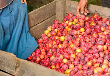 <em class="placeholder">Une caisse de prunes rouges et rosées, avec des bras touchant les prunes. </em>