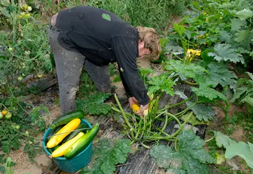 <em class="placeholder">Agriculture bio / Benoit Vivien, agriculteur bio dans le Calvados. / culture maraÃ®chÃ¨re / cueillette de lÃ©gumes sous la serre / rÃ©colte des courgettes / ...</em>