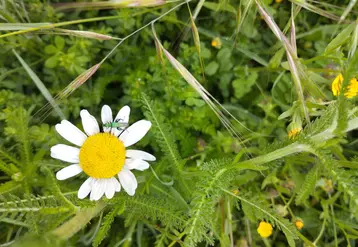 Bande fleurie composée notamment de marguerites, avec la présence d'un coléoptère pollinisateur de la famille des Oedemeridae.