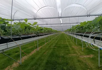 Pépinière de fraise, production de stolons à partir de plants mère en hors-sol développement atelier