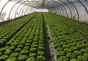 <em class="placeholder">En salade sous abri, les paillages biodégradables permettent tout aussi bien de maîtriser les adventices qu'un paillage polyéthylène.</em>