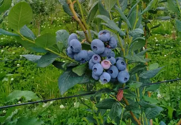 <em class="placeholder">Un myrtillier en production.</em>