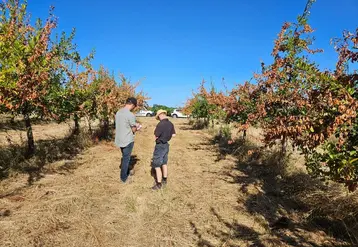 <em class="placeholder">En Dordogne, les vergers de prune, pomme, poire et noix ont particulièrement été touchés par les vagues successives de fortes chaleurs.</em>