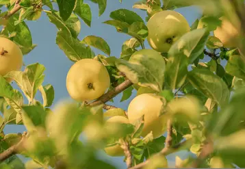 Branche de pommier avec des pommes jaunes. 