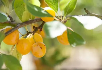 <em class="placeholder">Des mirabelles de Lorraine presque mûres sur une branche de mirabellier.</em>