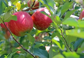 <em class="placeholder">Deux pommes rouges sur une branche de pommier.</em>
