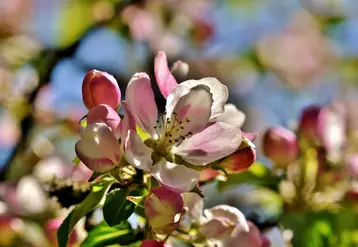 <em class="placeholder">Une branche de pommier en fleurs. Les fleurs sont rosées. </em>