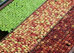 Sur les sept premiers mois de la campagne 2019-2020 (août 2019 à février 2020), les exportations françaises de pommes (272 252 t) se redressent de 6 % sur un an. © Cardell