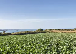 paysage champ bord de mer très emblématique de la production maraîchère bretonne