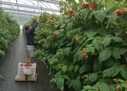 À Sicoly, le marché des petits fruits rouges est en augmentation depuis trois ans. La coopérative mobilise ses adhérents.