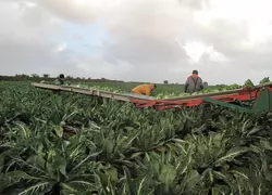 production de chou-fleur en Bretagne