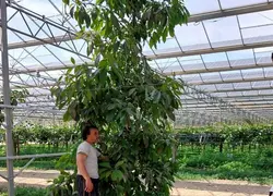 <em class="placeholder">Les avocatiers ont une très forte vigueur et doivent être rabattus pour être contenus dans la serre photovoltaïque. </em>