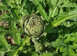 Un artichaut dans une parcelle bretonne. 