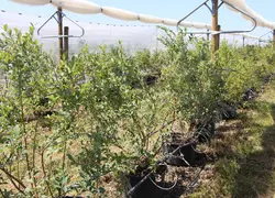 <em class="placeholder">Plant de myrtilliers pour des essais au centre CTIFL </em>