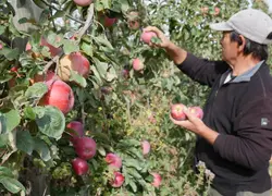 <em class="placeholder">Un homme cueille des pommes biologique Juliet dans un verger. </em>
