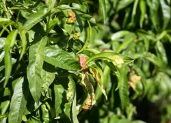 <em class="placeholder">Feuilles de pêcher atteintes par la cloque.</em>
