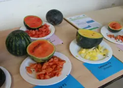 Test de variétés de pastèques.