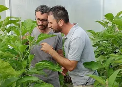 <em class="placeholder">Un technicien de Terres du Sud et un producteur de fruits et légumes, dans une serre. </em>