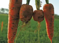 <em class="placeholder">Carottes attaquées par le nématode à kyste ou heterodera carotae. </em>