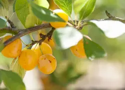 <em class="placeholder">Des mirabelles de Lorraine presque mûres sur une branche de mirabellier.</em>