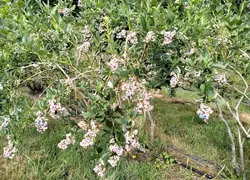 <em class="placeholder">Myrtilliers au Verger d'Hyvernaud en Haute-Vienne.</em>