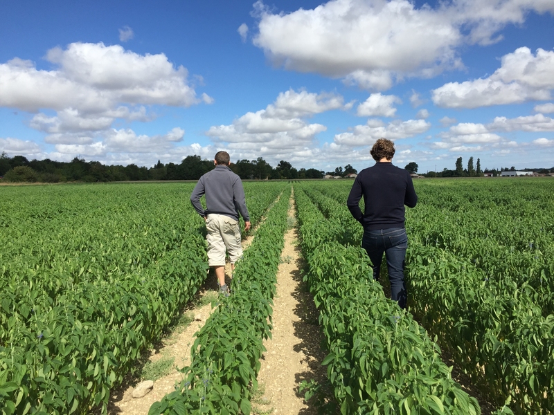 Du traçage à l'agriculture : la meilleure technique de migration des  parcelles de Chia 