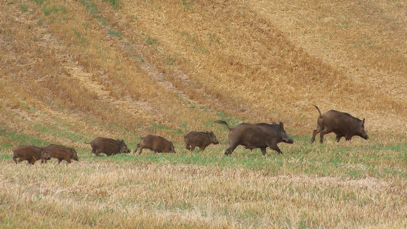 Dégâts de gibier : Comment être indemnisé ?