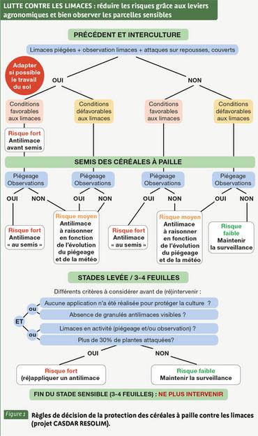 Semis de printemps : que faire face au risque élevé d’attaques de limaces ?