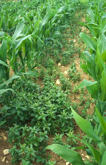 <em class="placeholder">Cultures / adventices / mercuriale dans maïs</em>