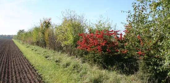 Du fait d'une approche purement quantitative et non qualitative, le système des SIE pousse les agriculteurs à respecter la réglementation a minima. © C. Gloria