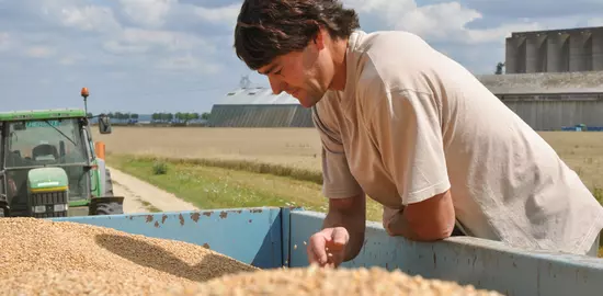 Assurance récolte, création d'une épargne de précaution défiscalisée, raisonnement des interventions phytosanitaires... Gérer les risques se décline de multiples façons sur les exploitations céréalières. © G. Omnès