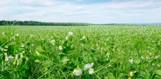 En 2020, Natup a collecté 2500 tonnes de pois jaunes sur 780 hectares, et vise 850 hectares en 2021. © Roquette