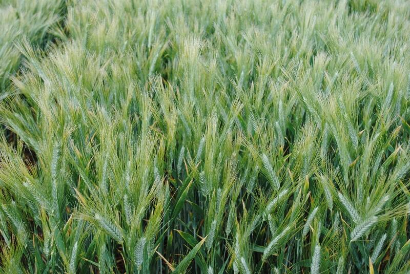 La culture du blé dur: Besoins et contraintes