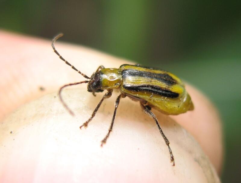 Chrysomèle du maïs tout savoir sur cet insecte invasif Réussir