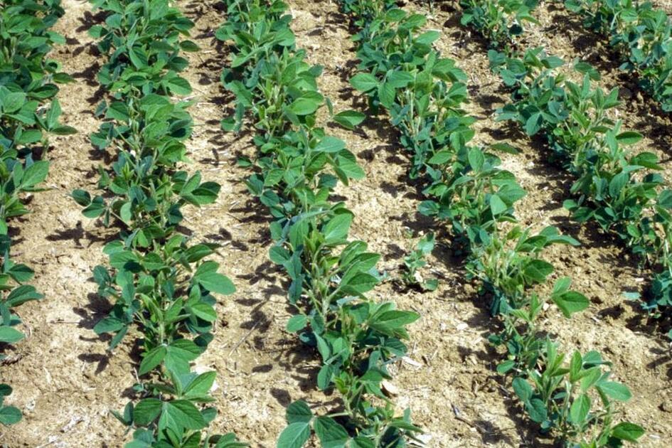 Soja de France : une charte pour valoriser les graines made in France non  OGM - Terres Inovia