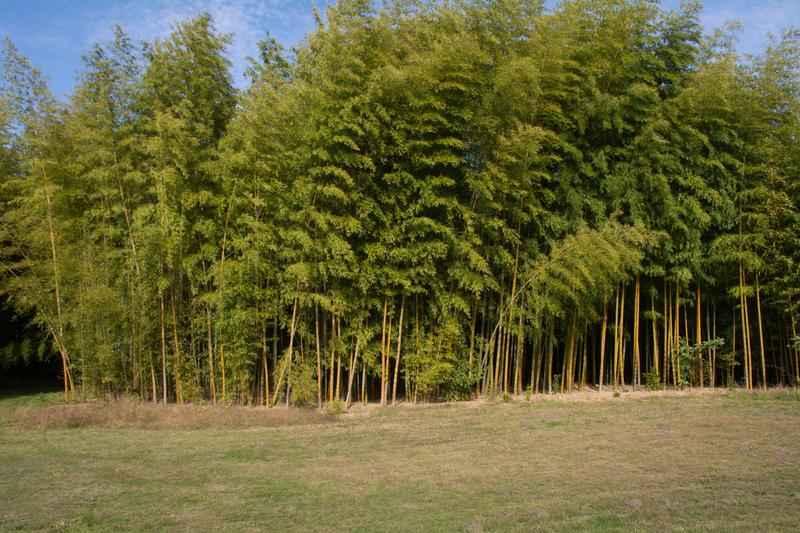 Diversification les 7 atouts de la culture du bambou Réussir Grandes Cultures