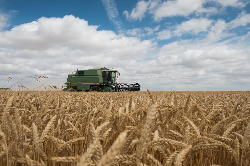 Moisson 2025 : des blés tendres avec de bons rendements et un taux de ...