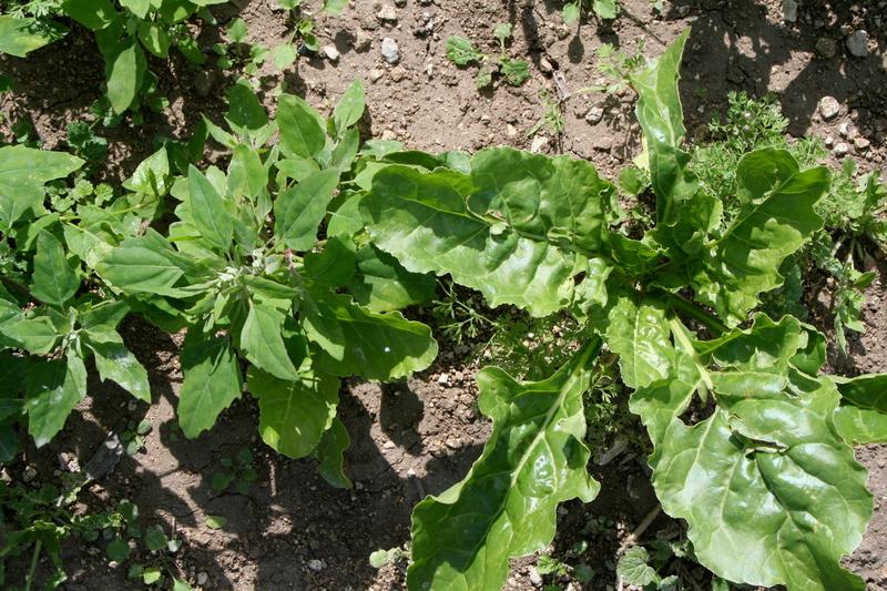 Cultural news: diverse products for beetroot and writable varieties in potato and sunflower