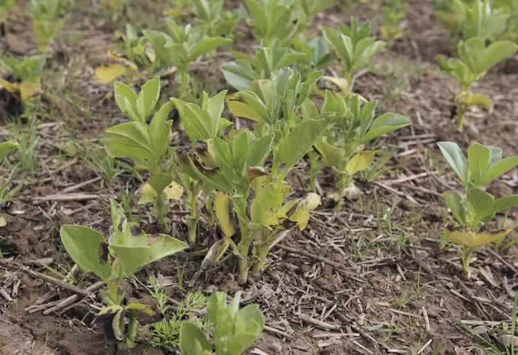 Le TS Wakil XL contribue à protéger la féverole de l'anthracnose (= ascochytose) au début de son développement.