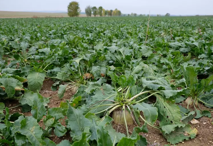 Les prix payés aux producteurs ont fondu entre 23 et 25 euros la tonne ces deux dernières années. © G. Omnès