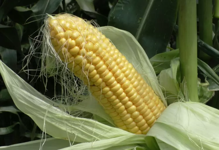 Pour obtenir un grain de qualité, le maïs doux requiert 200 à 250 millimètres d'eau. © AGPM